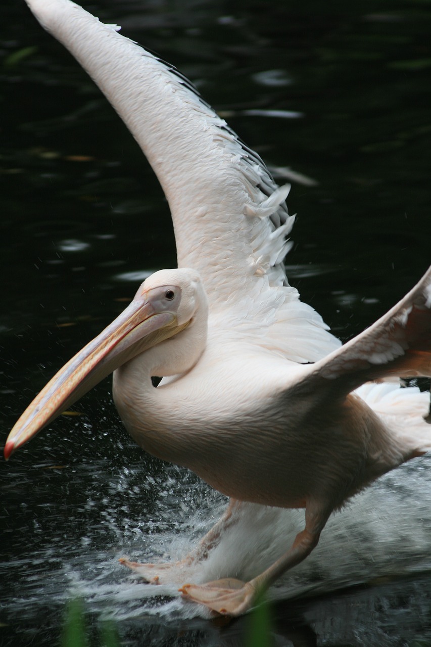 pelikan  water bird  bird free photo