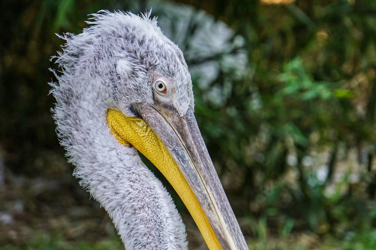 pelikan  zoo  bird free photo