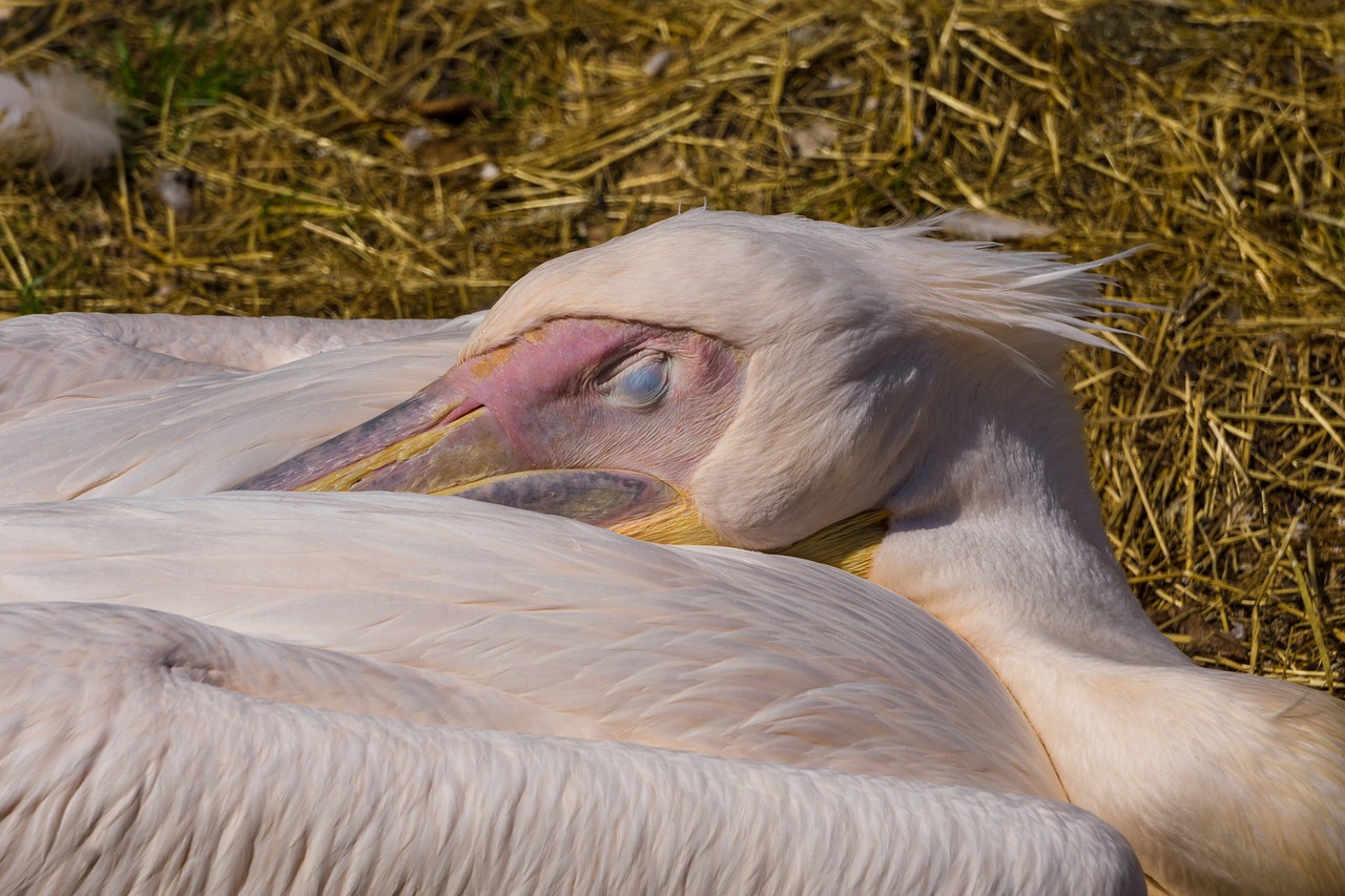 pelikan  bird  nature free photo