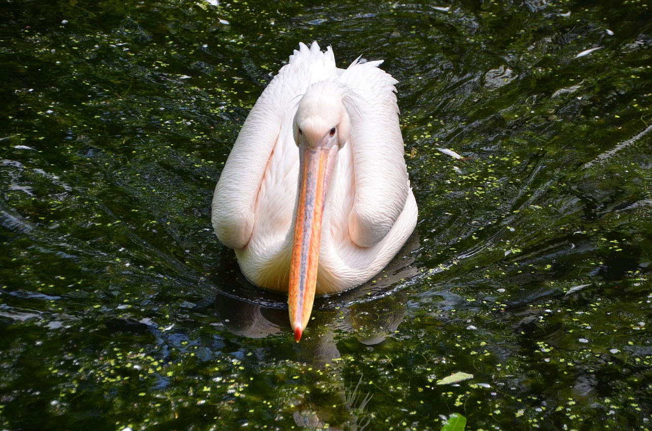 pelikan animal bird free photo