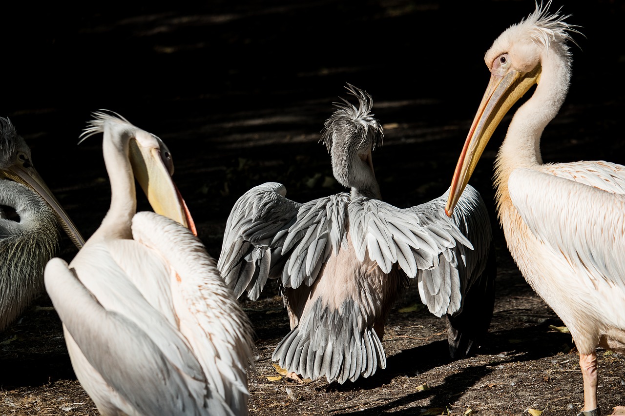 pelikan  bird  animal free photo