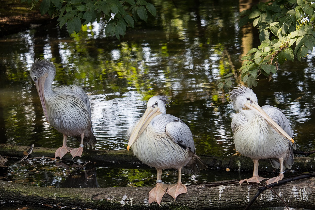 pelikan  bird  animal free photo