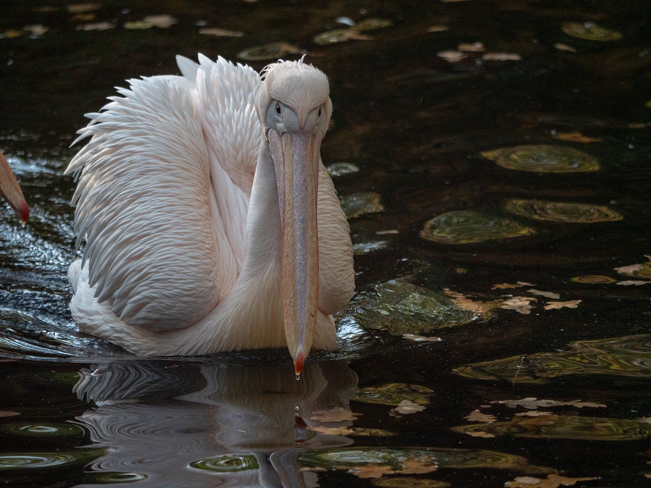 pelikan  africa  zoo free photo