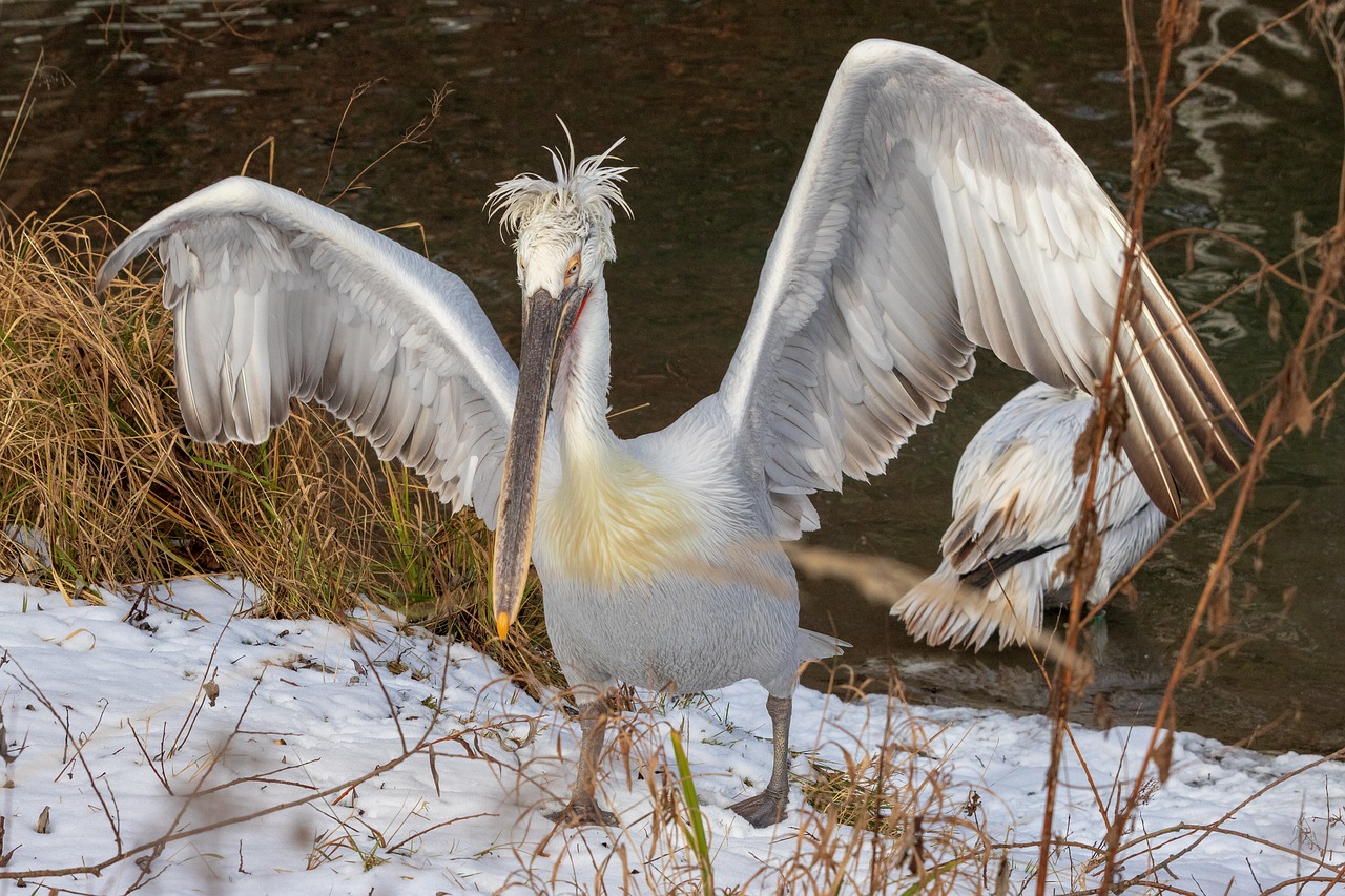 pelikan  wing  bird free photo