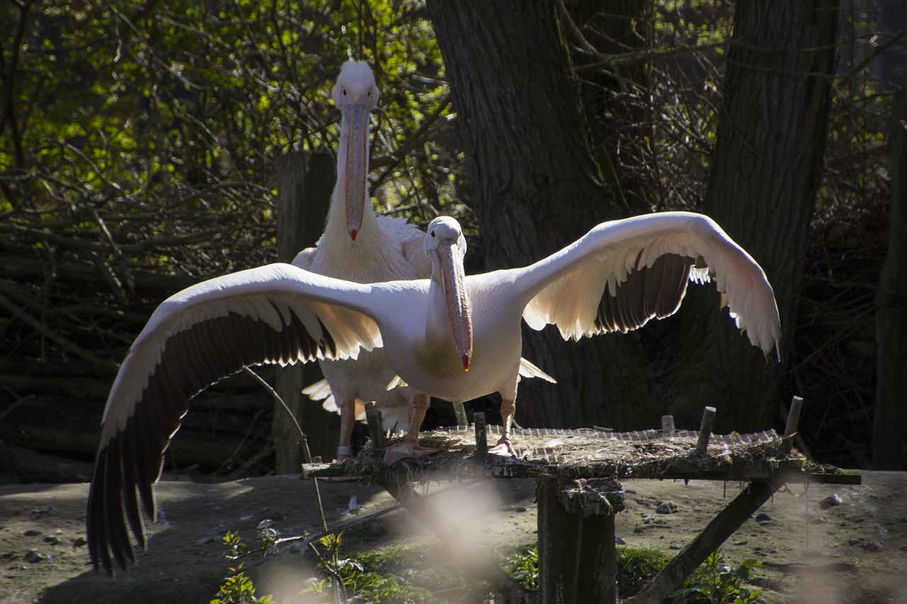 pelikan  bird  nature free photo