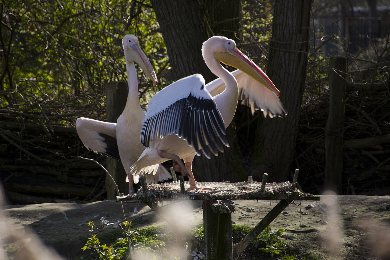 pelikan  bird  nature free photo