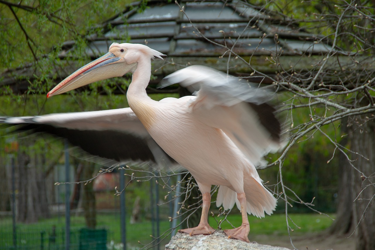 pelikan  wild  wildlife free photo