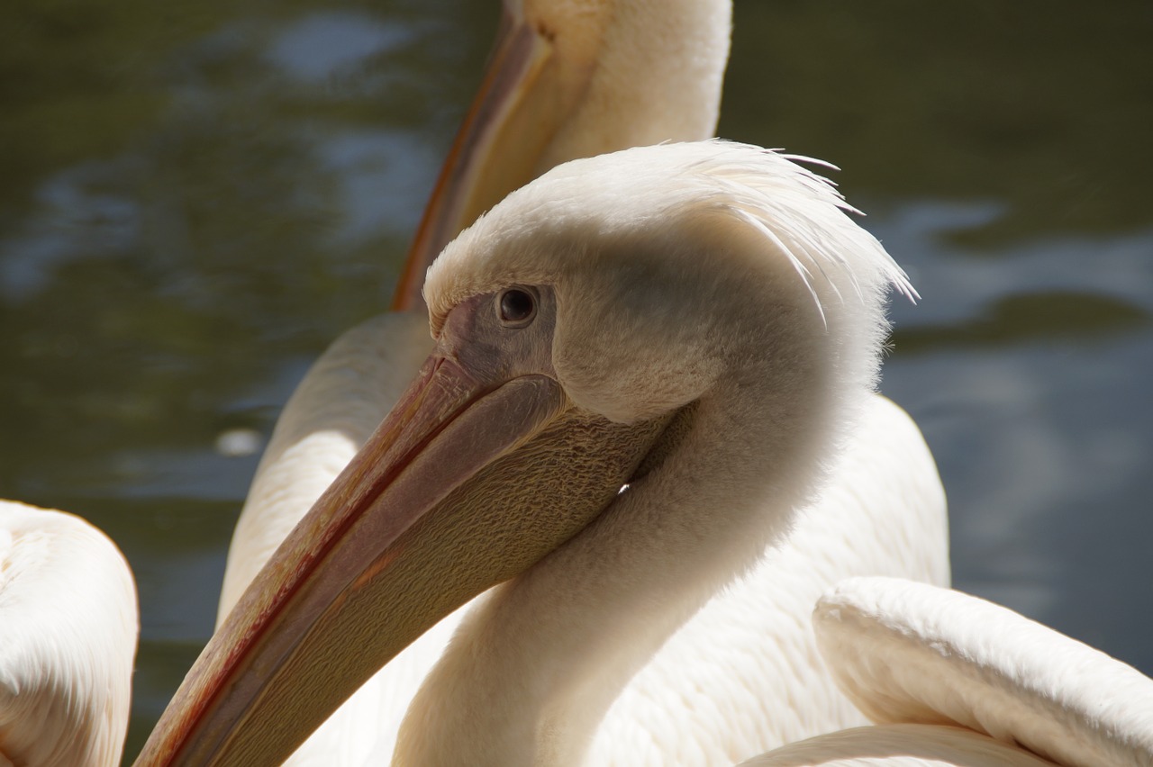 pelikan bill portrait free photo