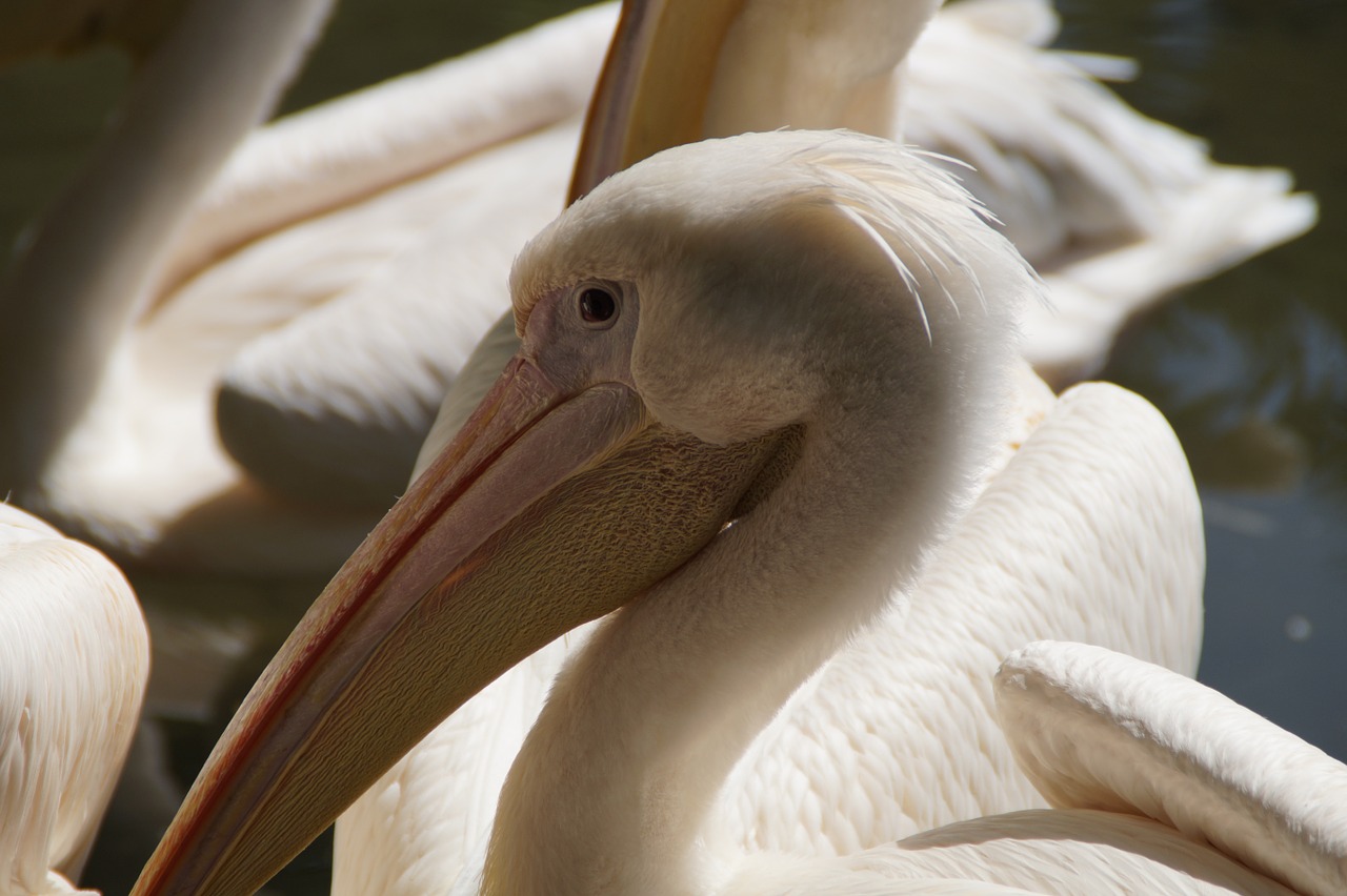 pelikan head close free photo