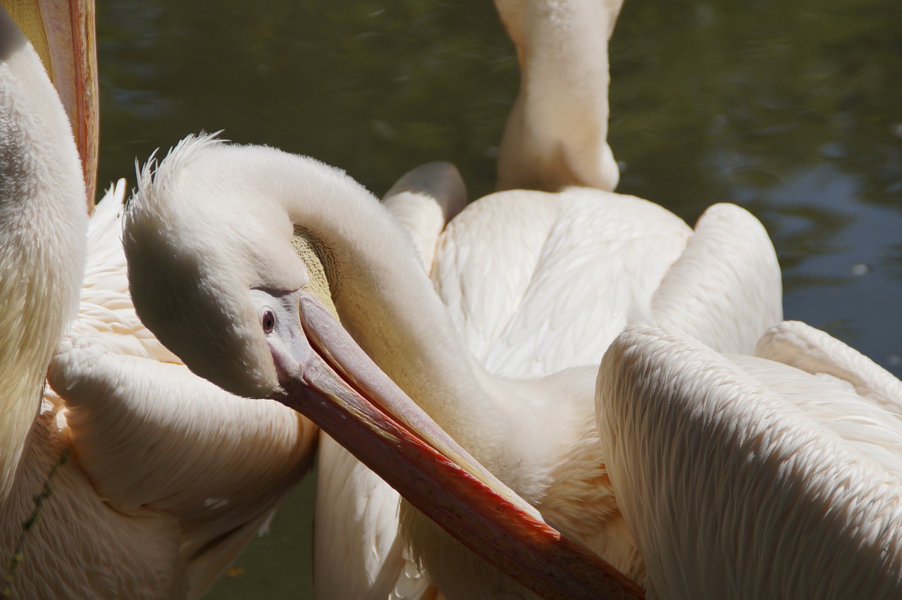 pelikan plumage clean free photo