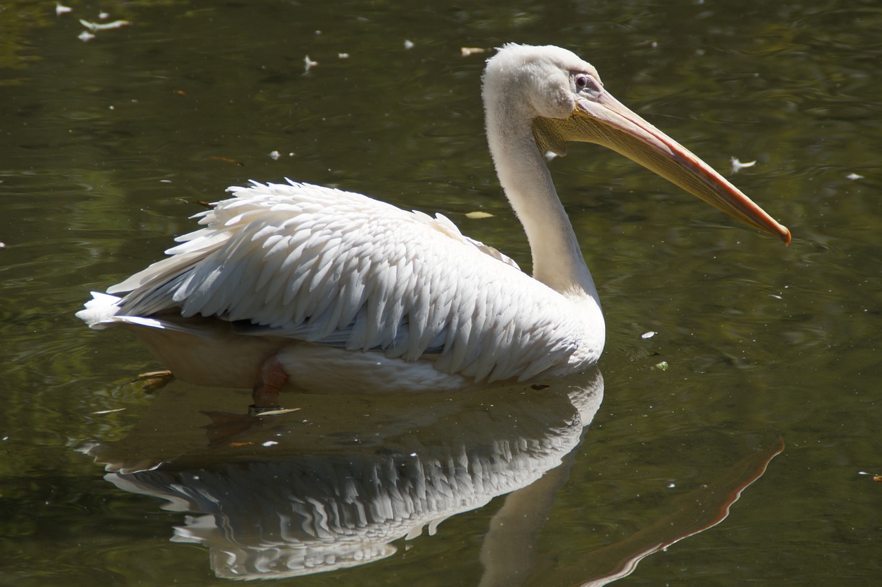 pelikan portrait animal portrait free photo