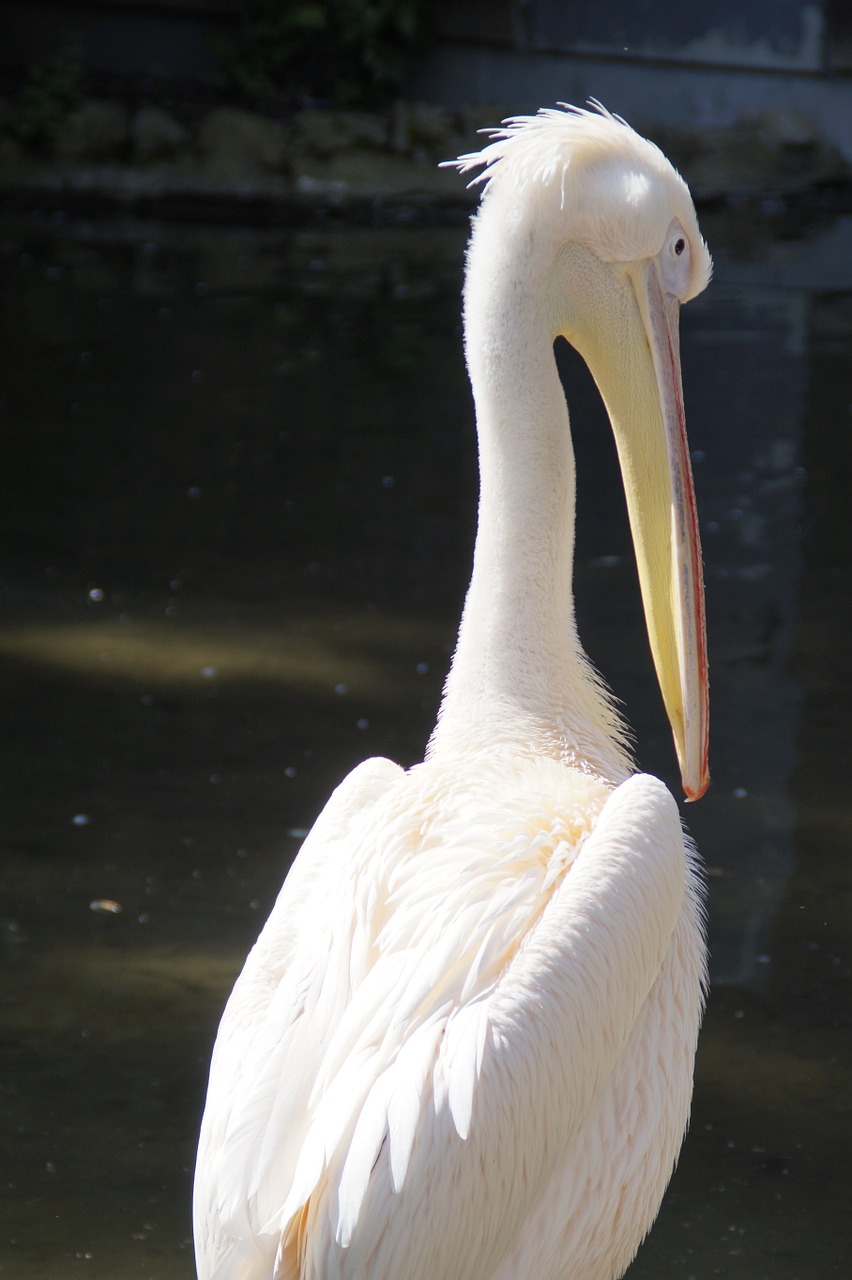 pelikan white bird free photo