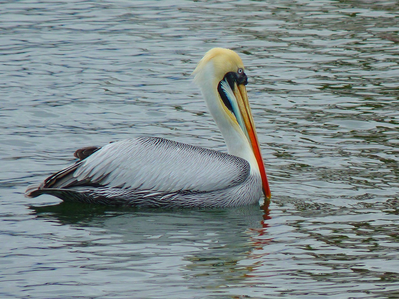 pelikan water bird free photo