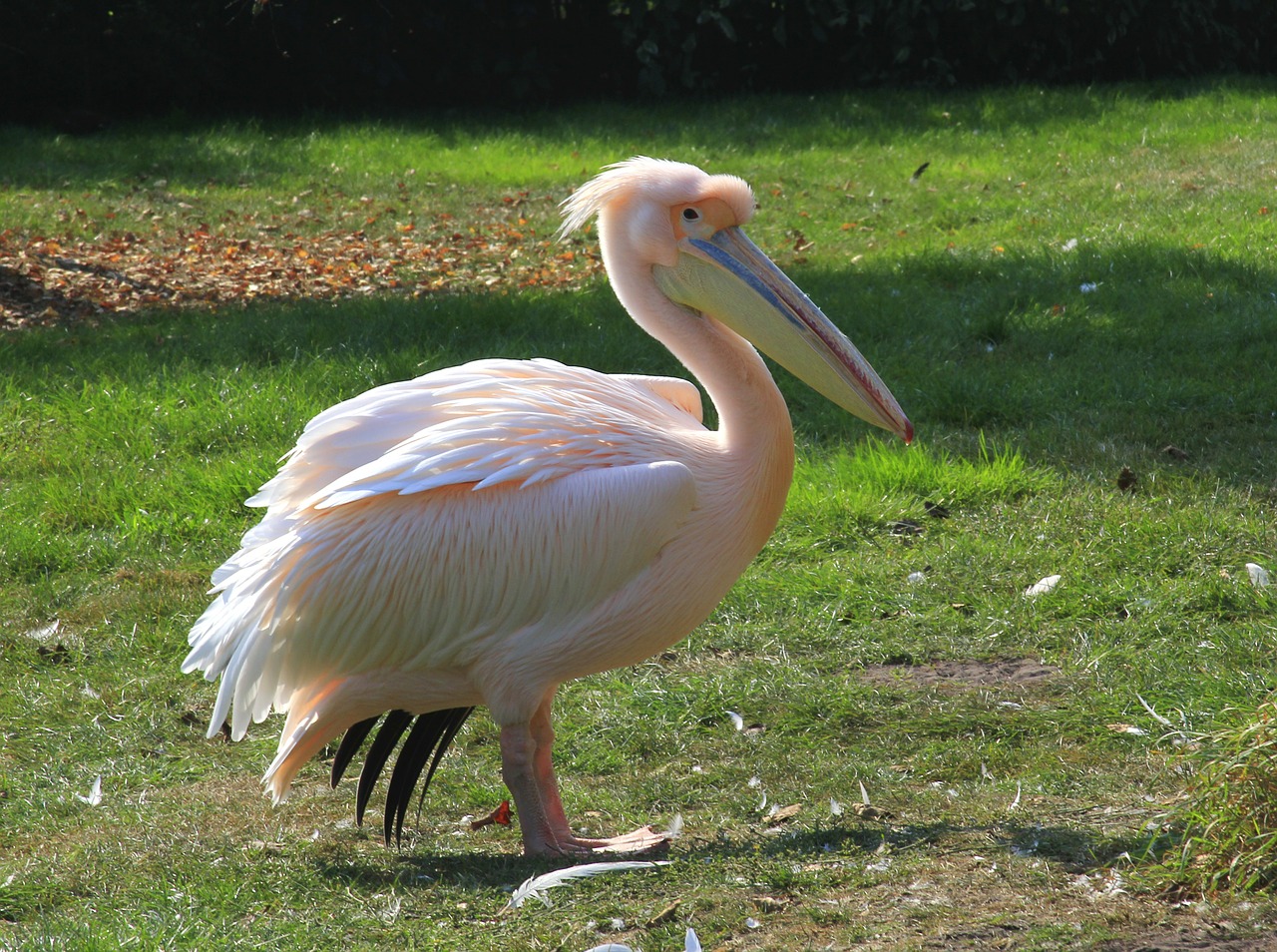 pelikan pink animal recording free photo