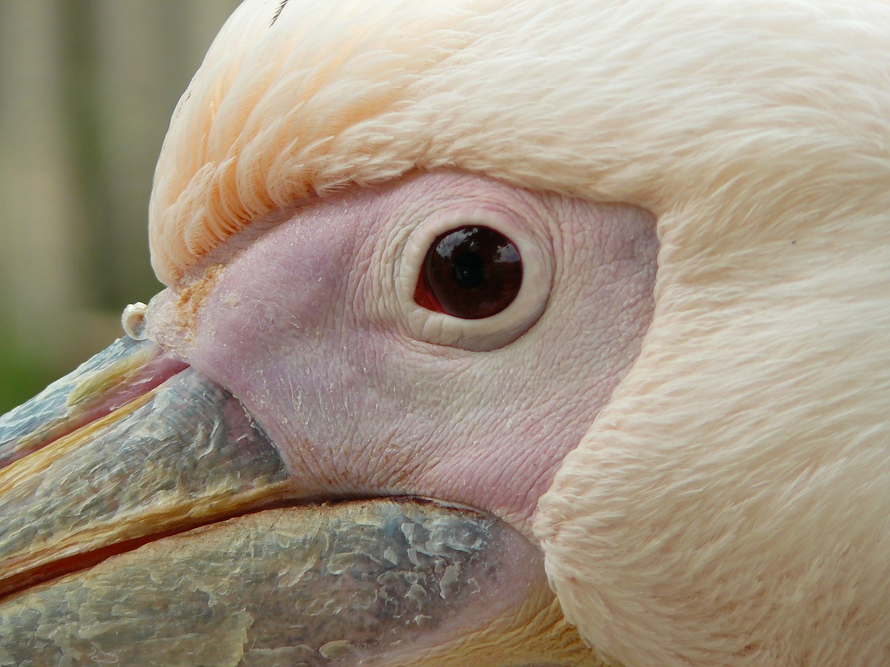 pelikan eye red free photo