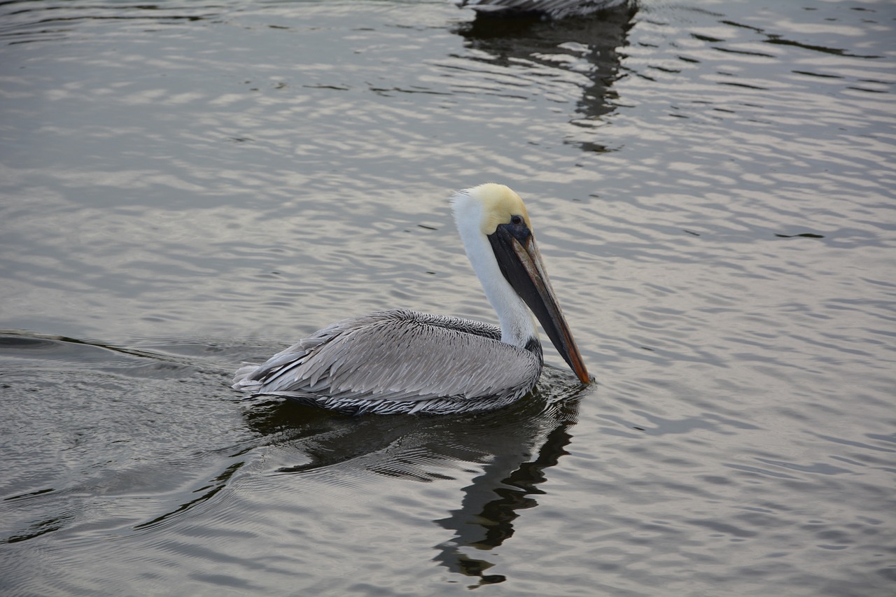 pelikan bird animal free photo