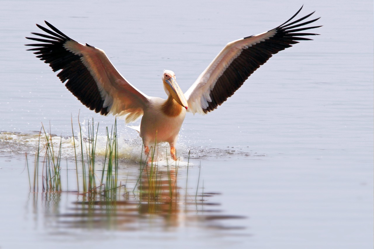 pelikan africa safari free photo