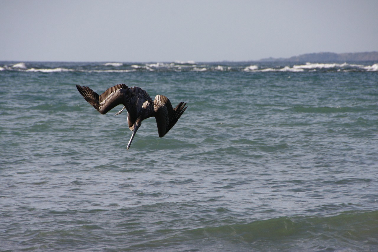 pelikan pacific sea free photo