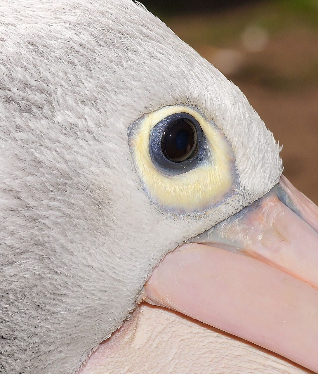 pelikan head portrait free photo