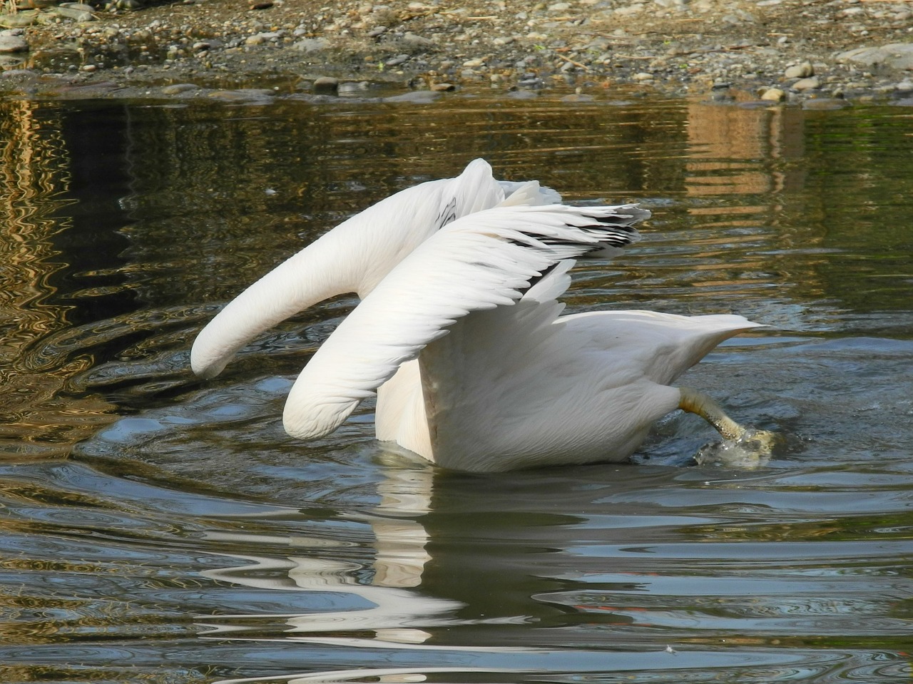 pelikan water mirroring free photo