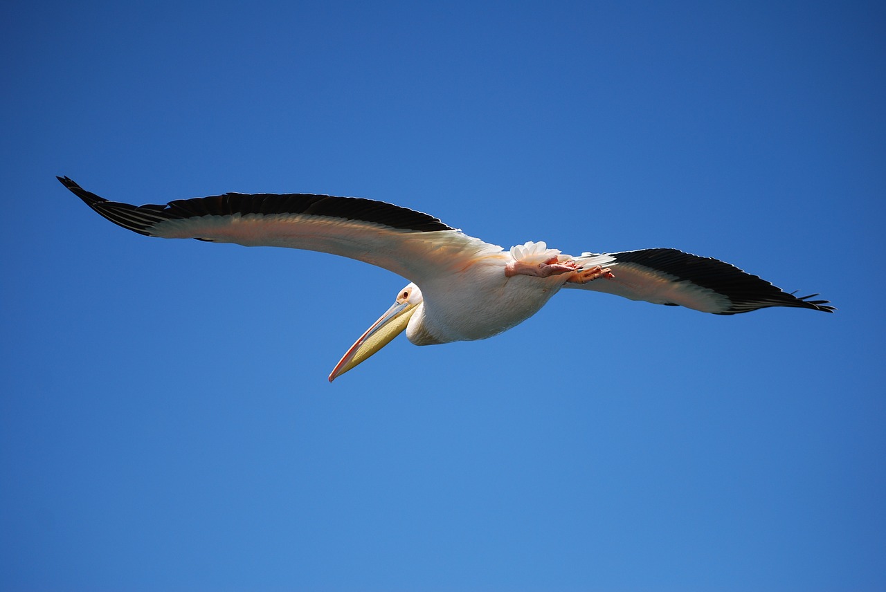 pelikan fly bird free photo