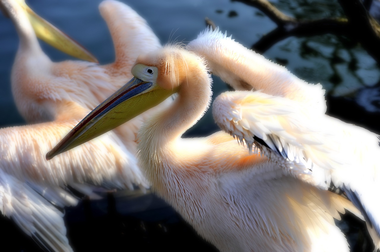 pelikan wilhelma zoo free photo