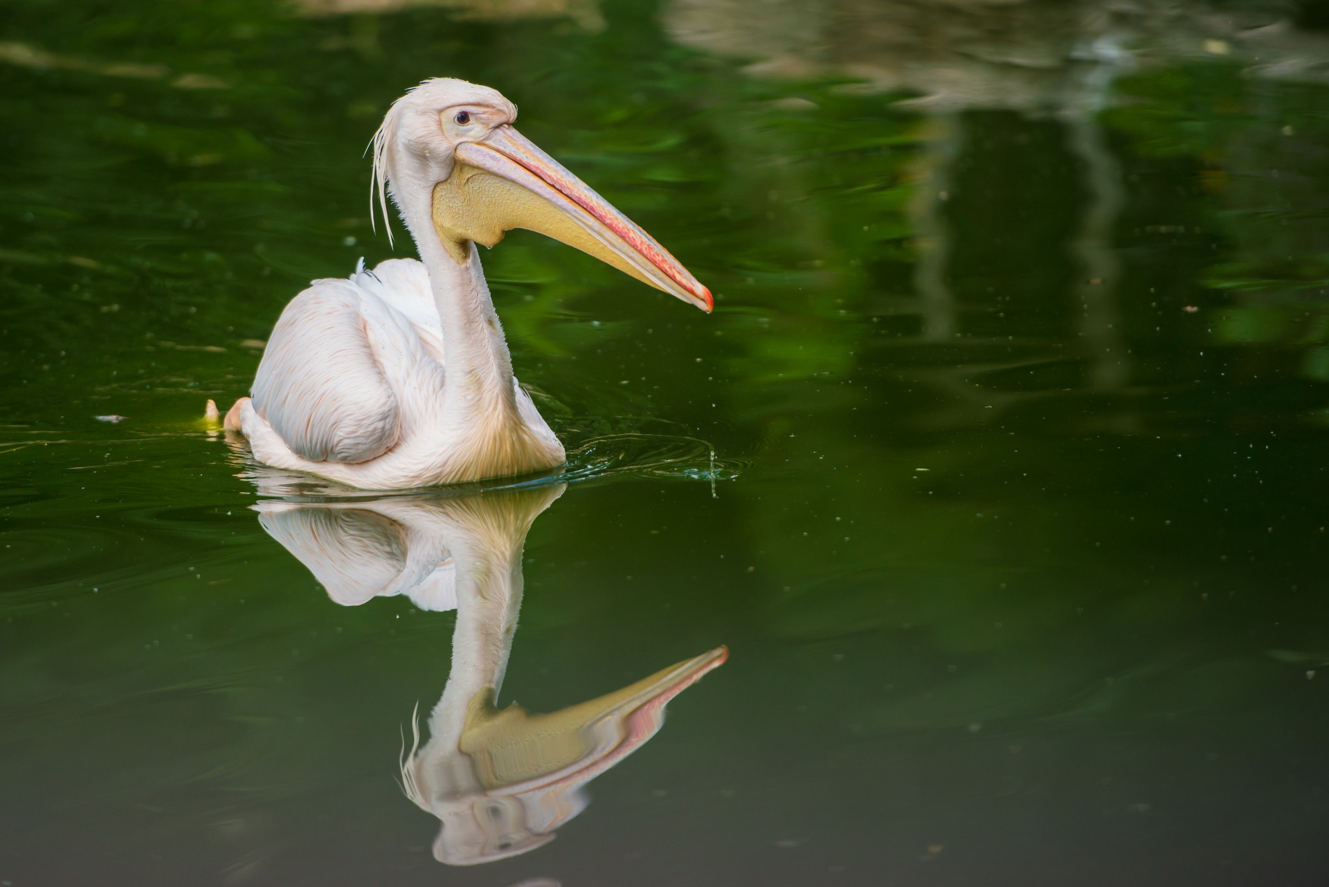 white pelican pelecanus onocrotalus bird free photo