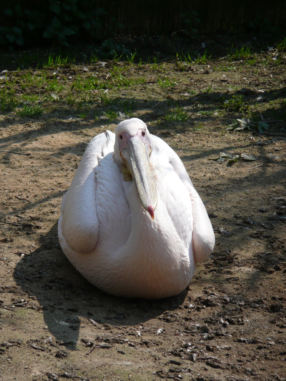 sleeping pelican pelican free photo