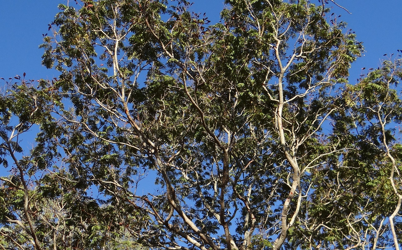 peltophorum pterocarpum copperpod tree dharwad free photo