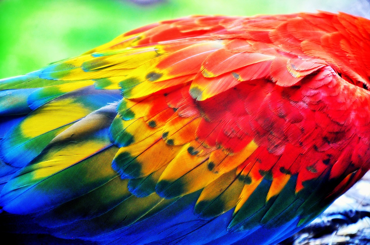 pen parrot colors free photo