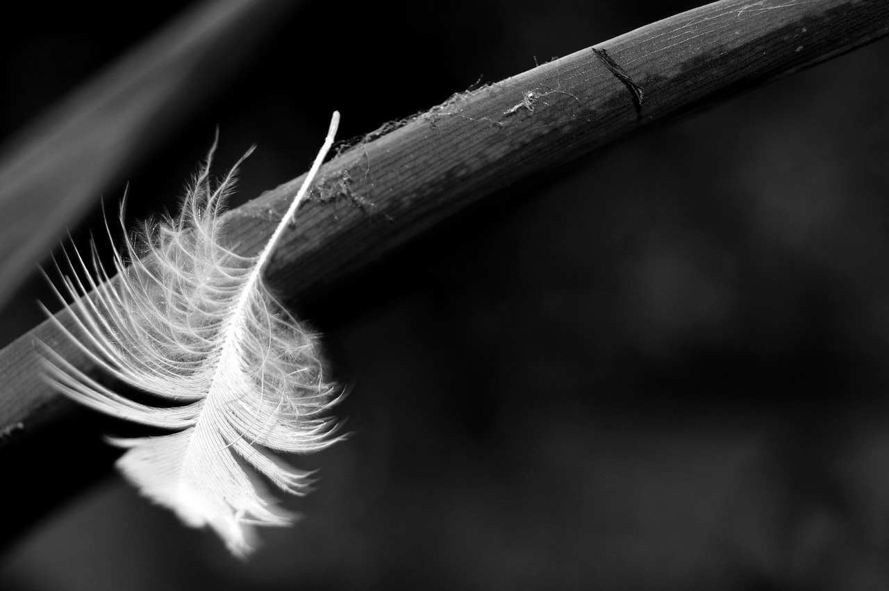 pen black and white macro free photo