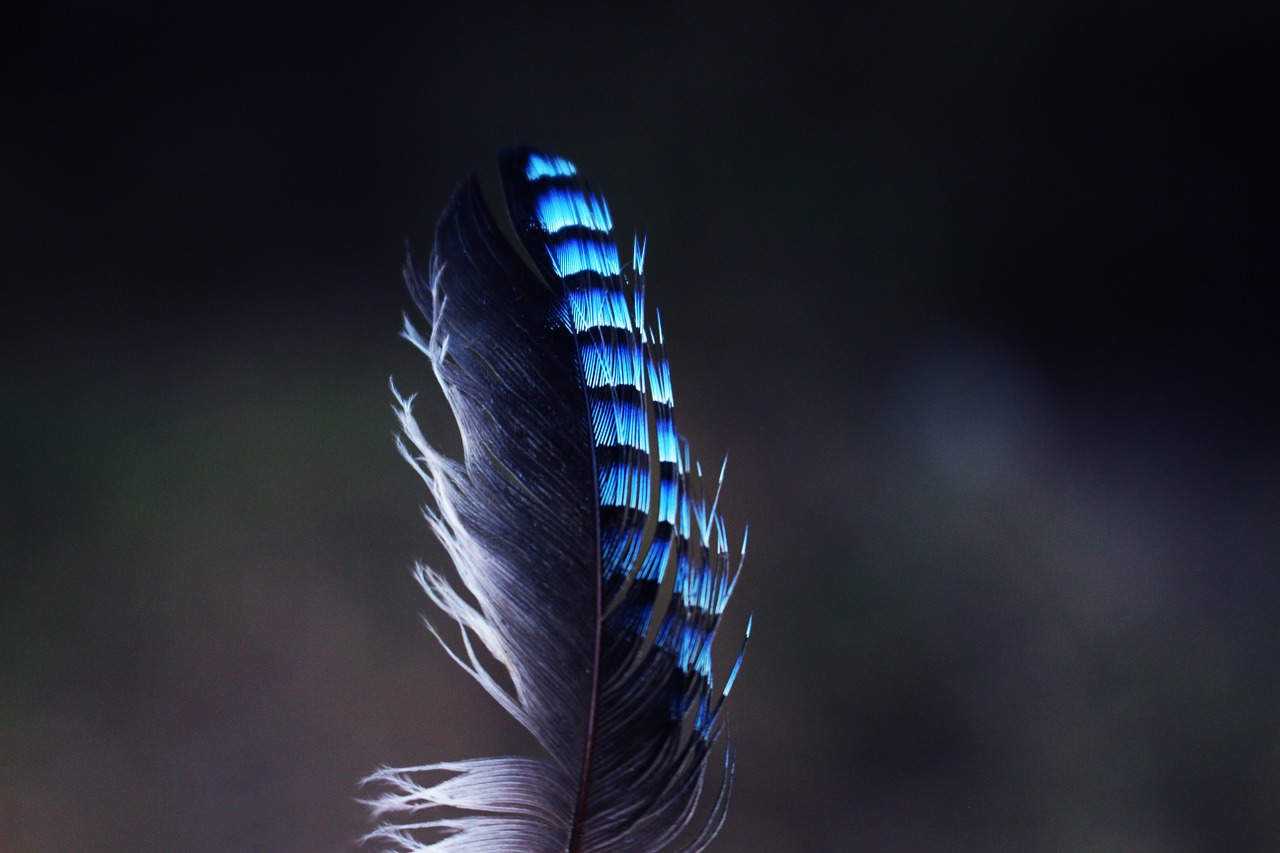 jay feather pen nature free photo