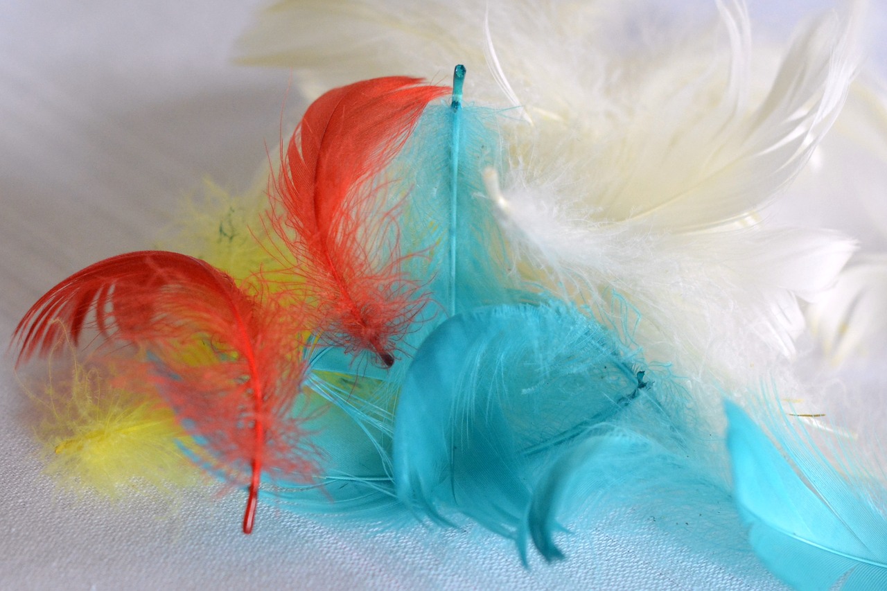 pen feathers colored feathers free photo