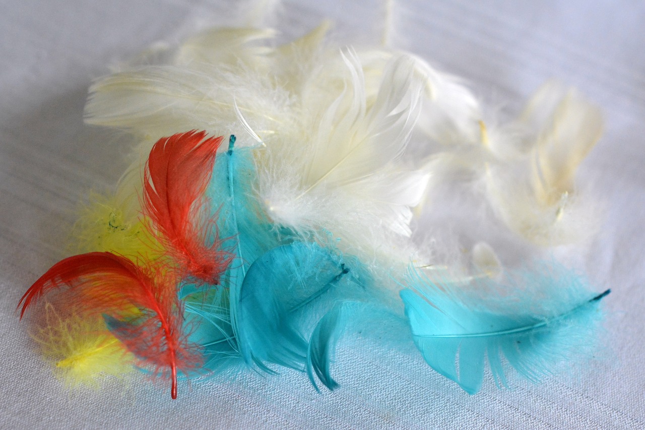 pen feathers colored feathers free photo