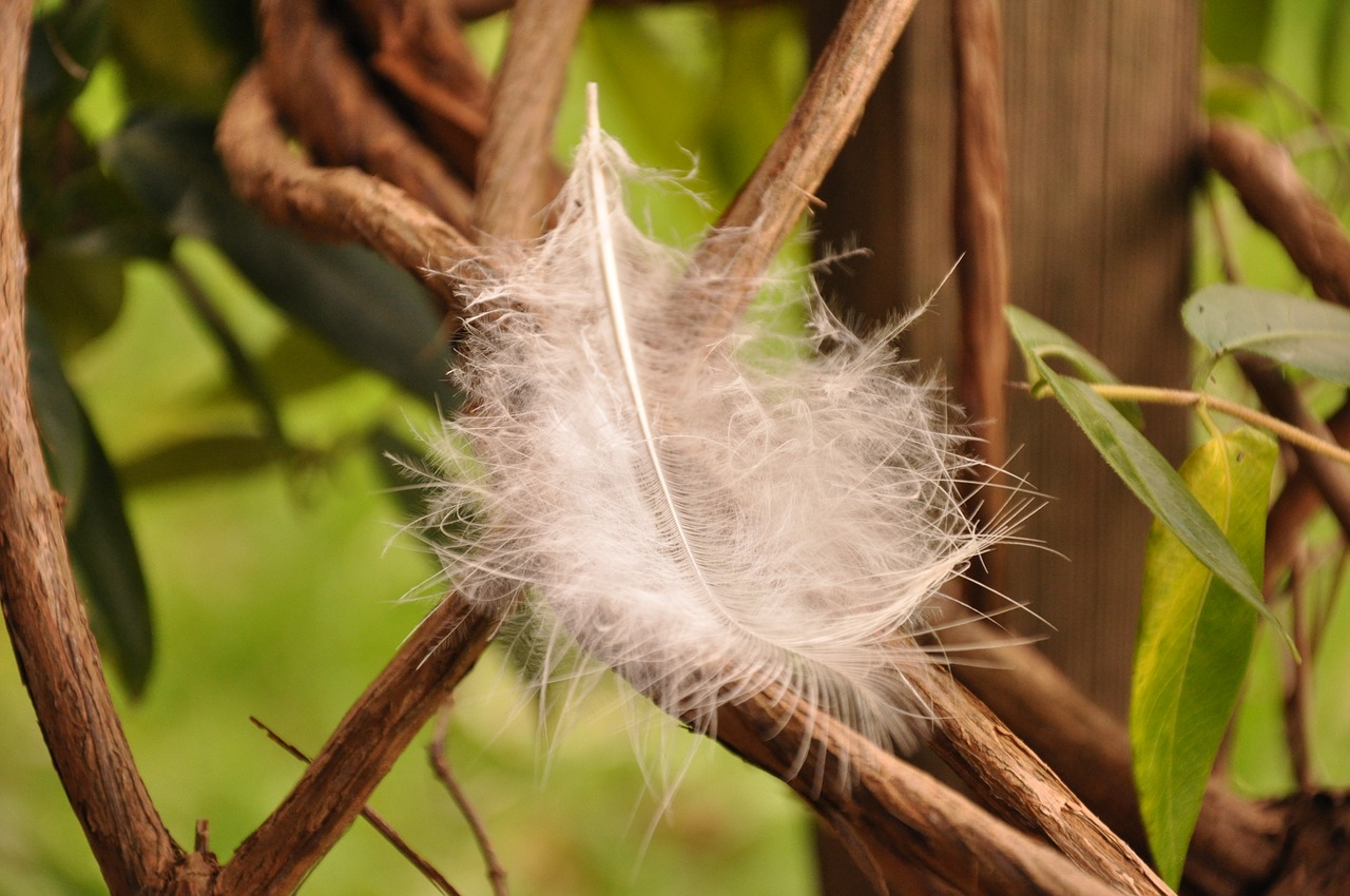 pen white feather peacock feather free photo