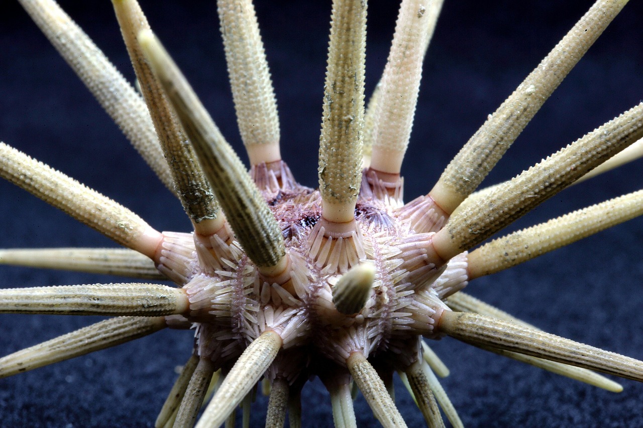 pencil urchin sea life ocean free photo