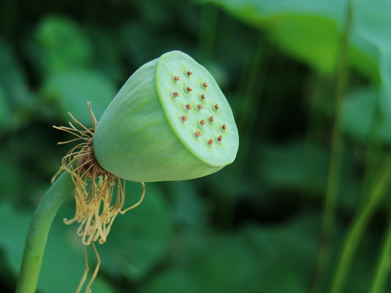 蓮 peng lotus seed bloom free photo