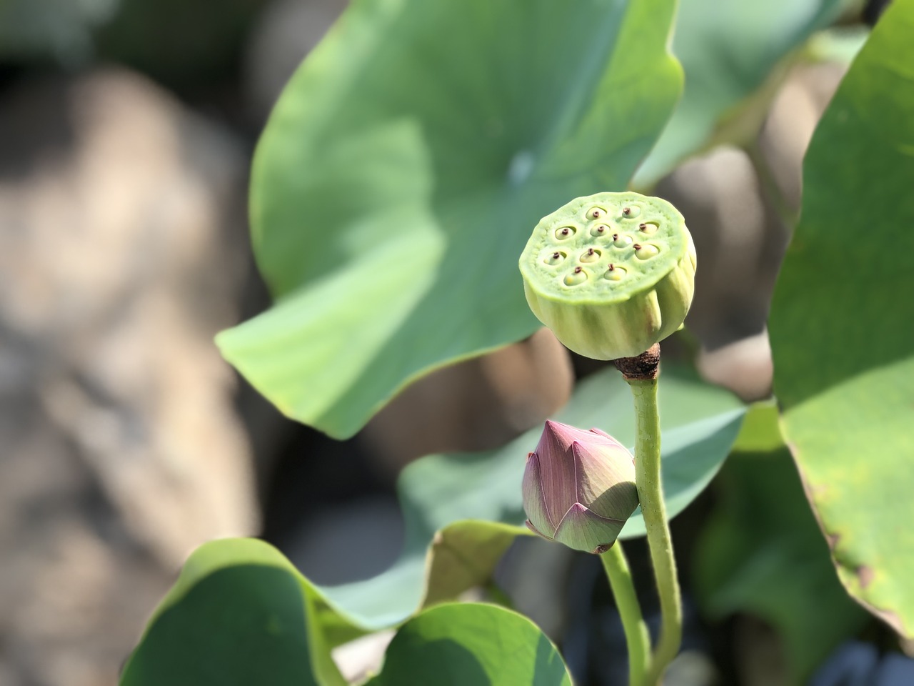 蓮 peng  green leaves  sunshine free photo