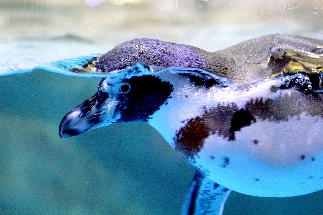 penguin bird water free photo