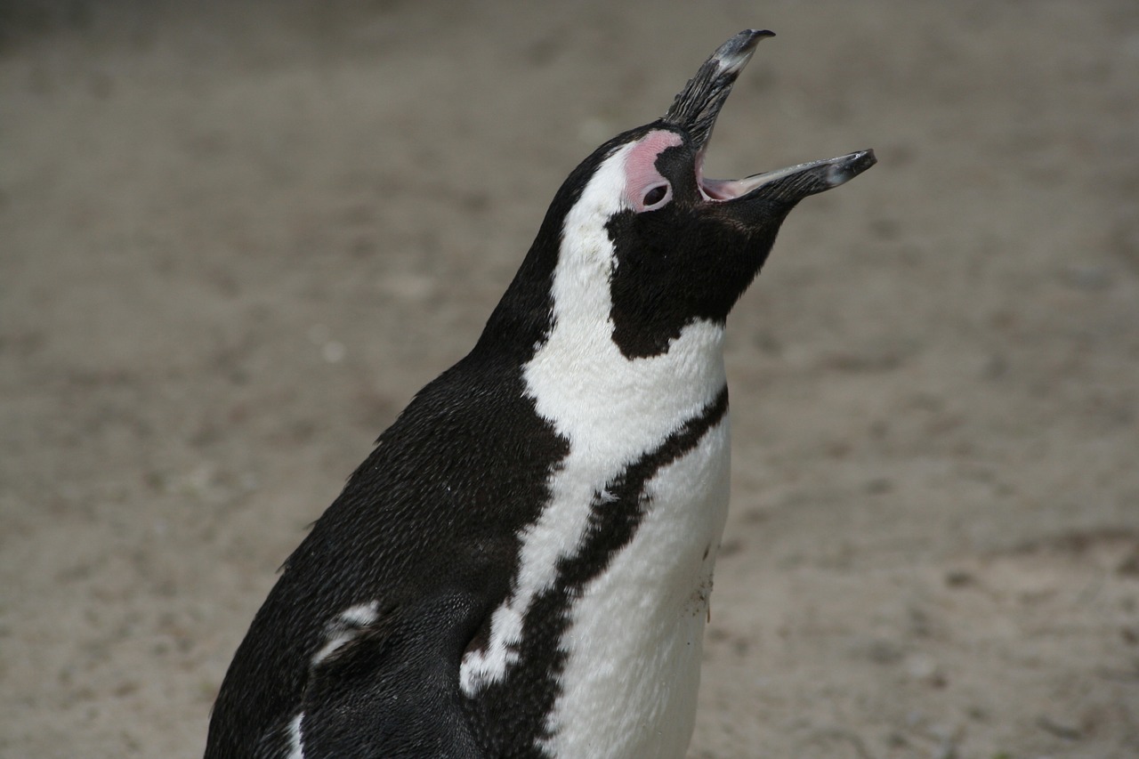 penguin poor fur free photo