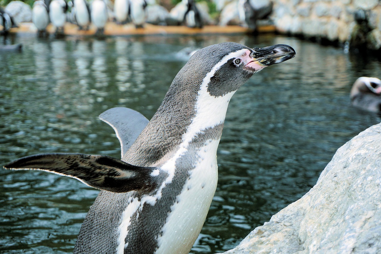 penguin bird water bird free photo