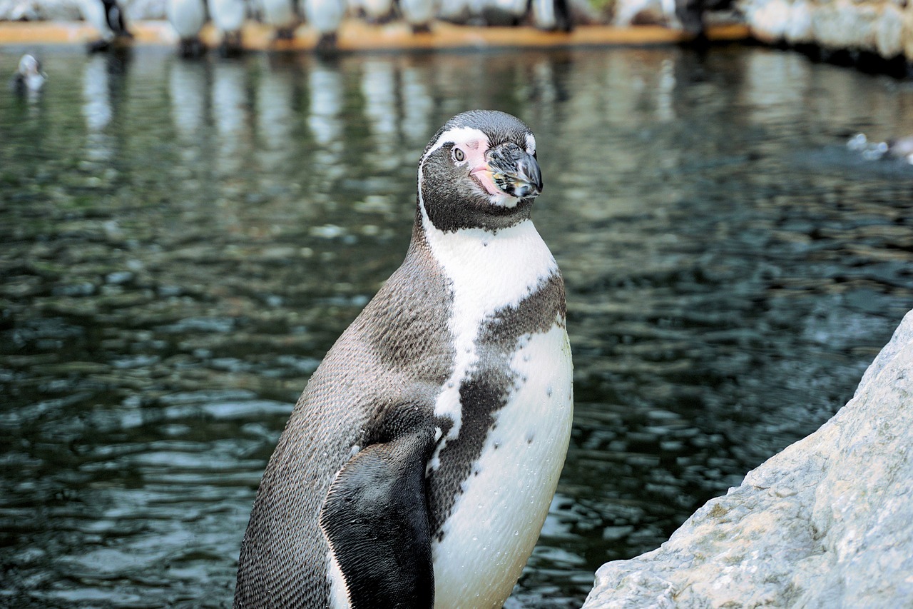 penguin bird water bird free photo