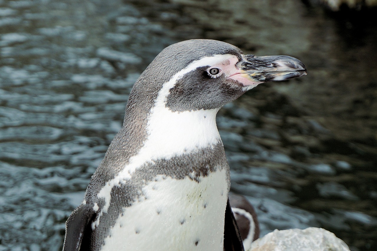 penguin bird water bird free photo