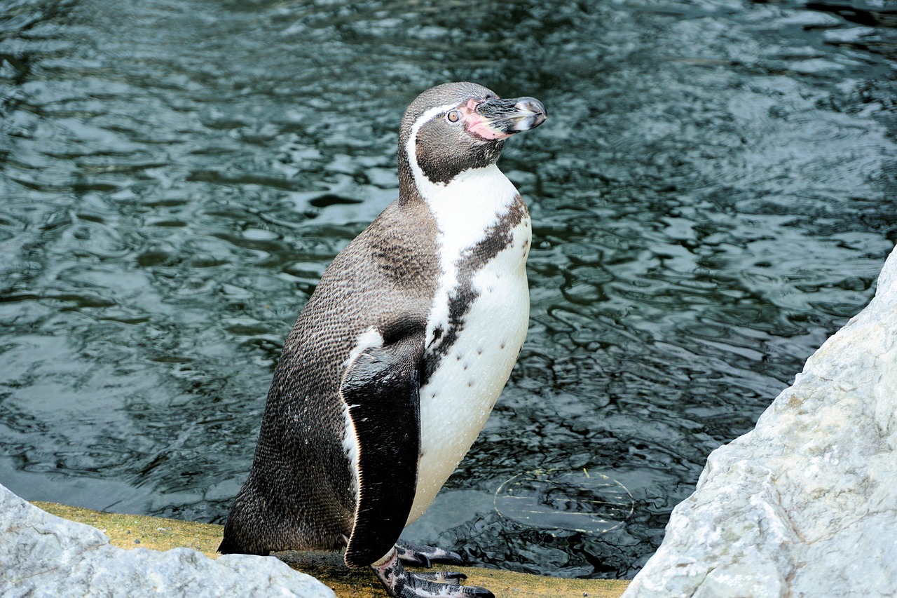 penguin bird water bird free photo