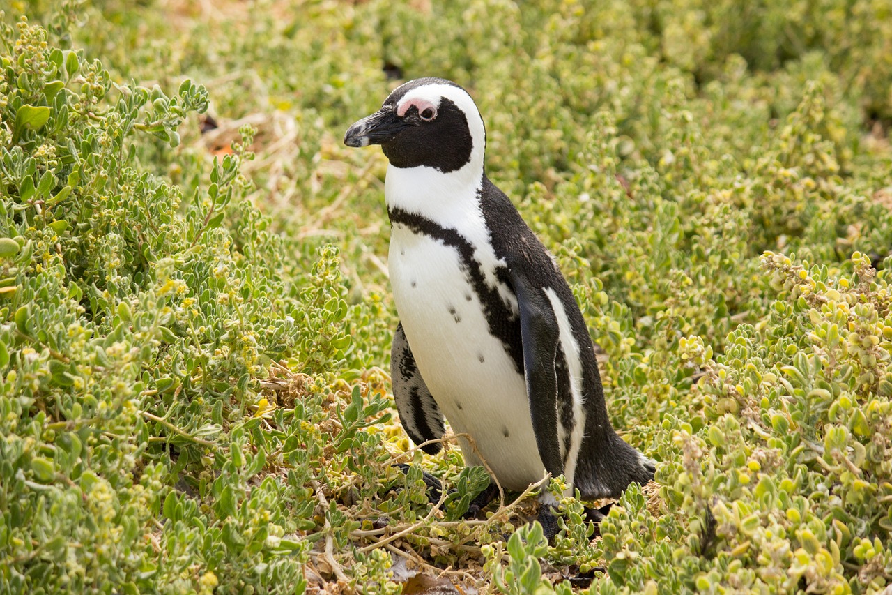 penguin animal world south africa free photo