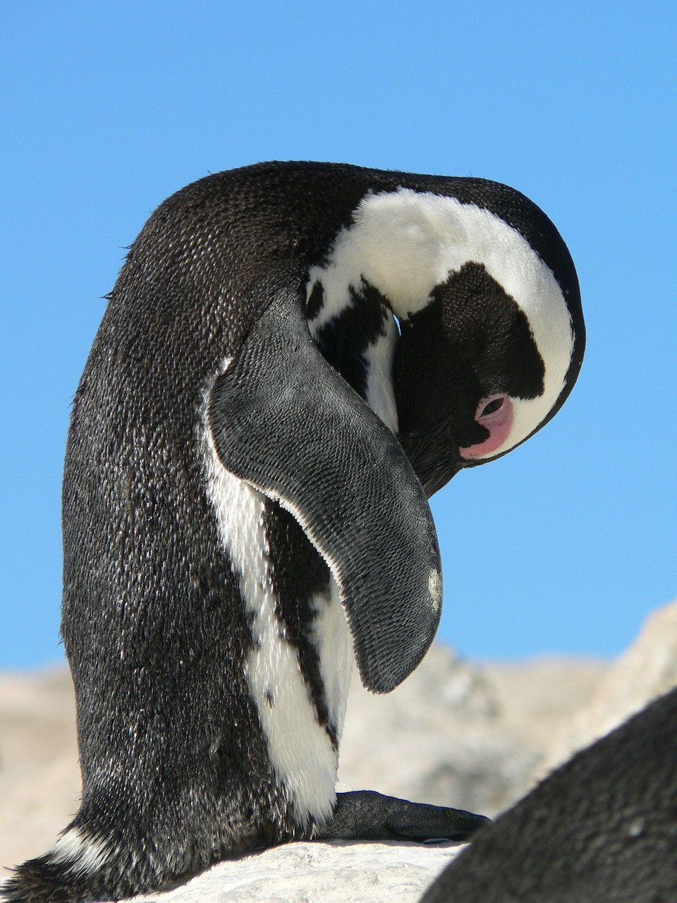 penguin clean sky free photo