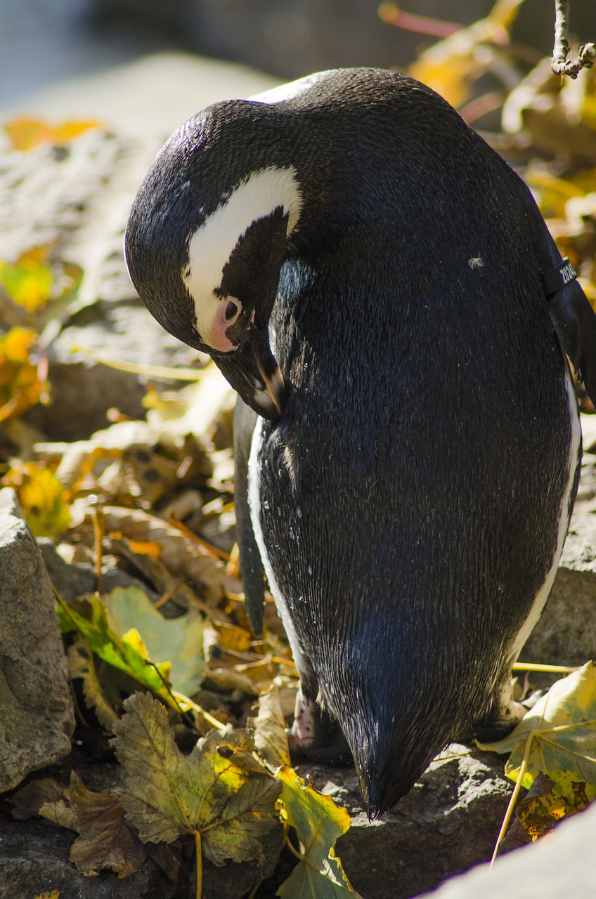 penguin color animal free photo