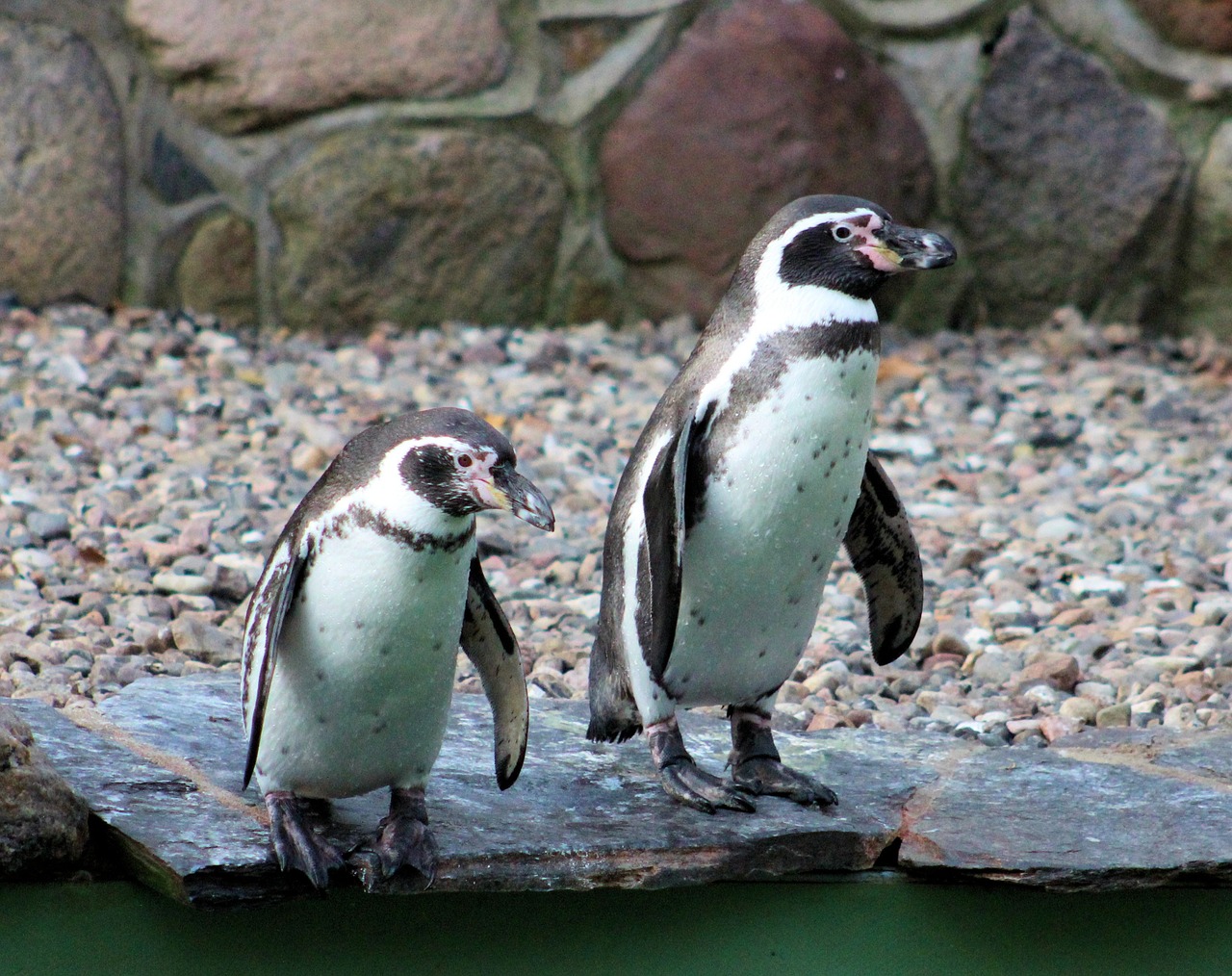 penguins zoo animal free photo