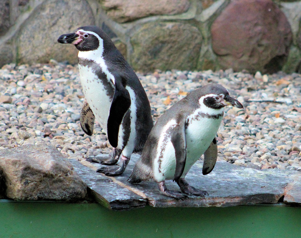 penguins zoo animal free photo