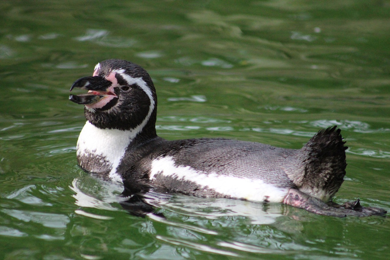 penguin zoo animal free photo